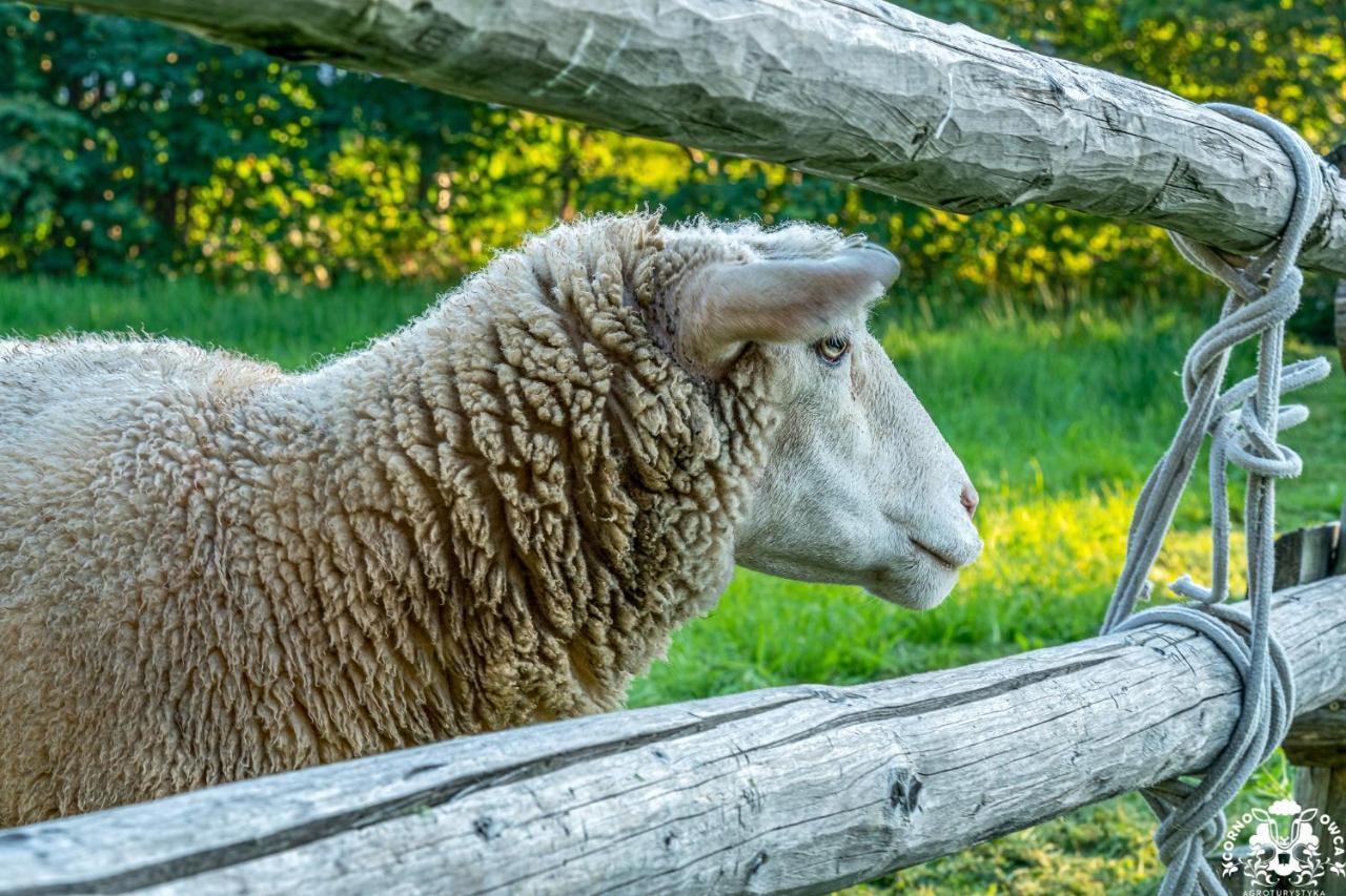 Agroturystyka Corno Owca Zabnica Exterior foto